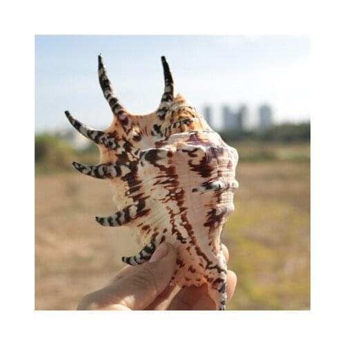 Natural conch shell small seven-pointed snail fish tank decoration aquarium landscaping home platform shooting props decoration