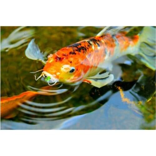 DIY Diamond Painting Full Diamond Round Koi With Flowers Koi Devouring 30X40cm Cross Stitch Embroidery Home Decoration