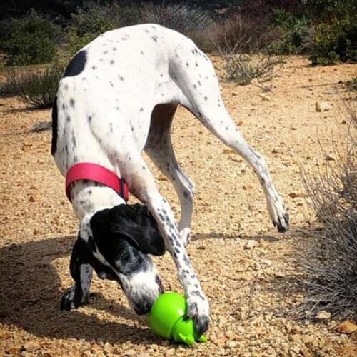 Pet Interactive Funny Puzzle Toy Bite Resistant IQ Training Tumbler Multifunctional Toy Can Leak Food New