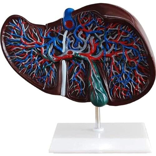 Life Size liver anatomical model Medical Props model Human Liver Anatomical Model Teaching Display Tool