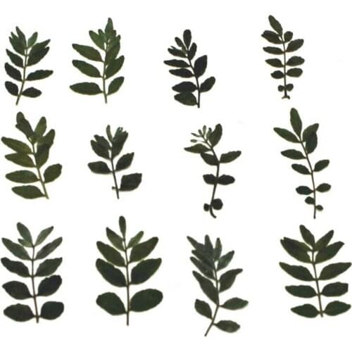 60pcs Pressed Dried Pepper Leaves Plant Herbarium For Jewelry Postcard Invitation Card Bookmark Phone Case Making Accessories