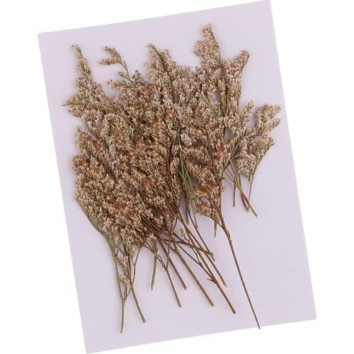 20 Pieces Pressed Real Dried Flower Limonium for DIY Specimen Craft Scrapbooking Embellishment 6-9cm