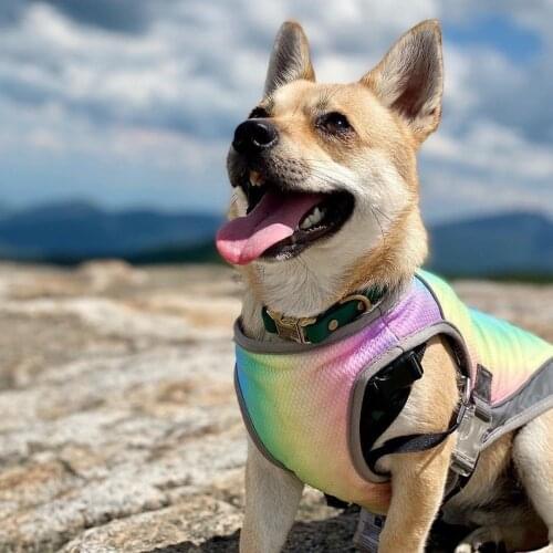 New Type Summer Dog Cooling Vest Dog Cooling Clothes Pet Mesh Reflective Vest Harnesses Release Heat Dog Swimwear Puppy Vest