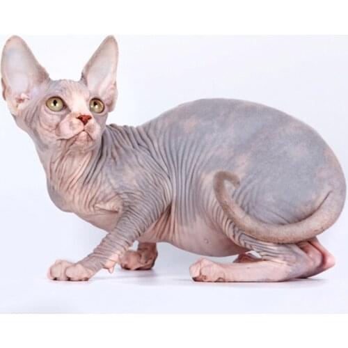 Wedding decoration diy diamond embroidery Sphynx Cat pet 5D diamond painting rhinestone cross stitch digital stickerZP-2945