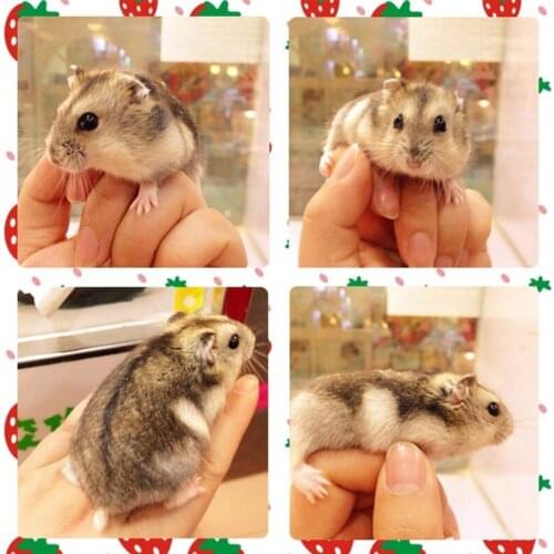 Hamster Sand Bathroom Durable Plastic Sand Bath Container Sandbox Triangular Bathing Sand Bowl Transparent Top