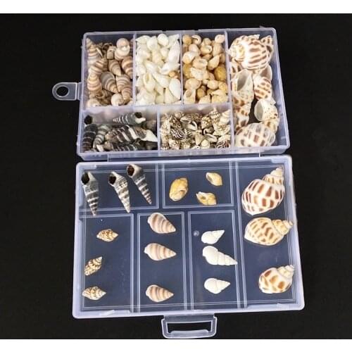 About 200Pcs/Box Seashells Crafts party Natural Conch Shells Mini Conch Corn Screw Wall Decoration DIY Aquarium Landscape