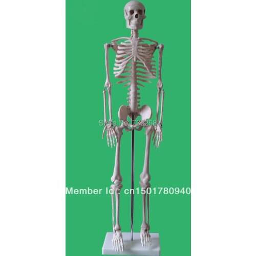 85 cm human body skeleton model