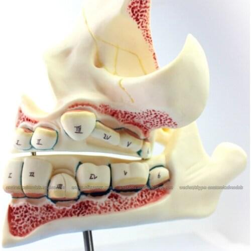 CMAM/12604 Dental- Development of a set of Teeth, Human Oral Dental Medical Teaching Anatomical Model
