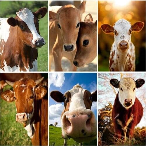 Cow Paint By Numbers Set Oil Painting For Adults DIY Kits Canvas Frame Picture Drawing Coloring By Numbers Decor