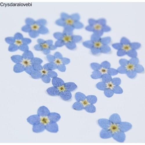 160pcs Pressed Dried Natural Blue Myosotis Sylvatica Forgetmenot Flower Plant Herbarium For Jewelry Phone Case Frame Making DIY