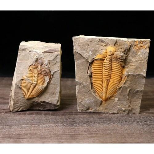 Natural trilobite fossil stone specimen ancient marine fossil crown insect teaching specimen collection Science Popularization