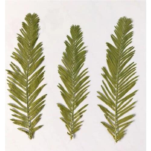 60pcs Pressed Dried Metasequoia Leaf Flower For Epoxy Resin Jewelry Making Makeup Face Bookmark Nail Art Craft DIY