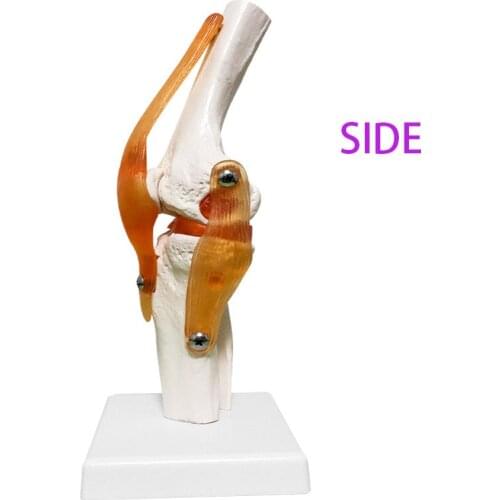 Human knee model Anatomy model of human organs Medical teaching DIY science