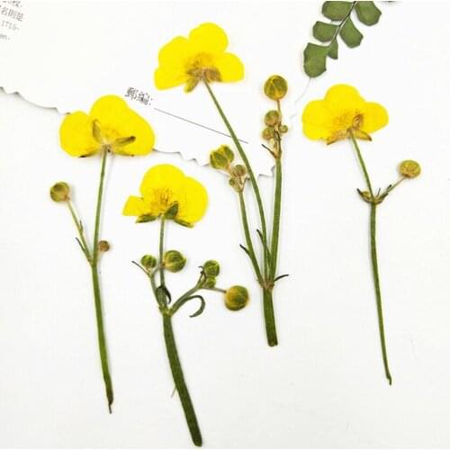 60pcs Pressed Dried Ranunculus Japonicus Thunb Flowers with Stalk Plants Herbarium For Jewelry Phone Case Bookmark Frame Making