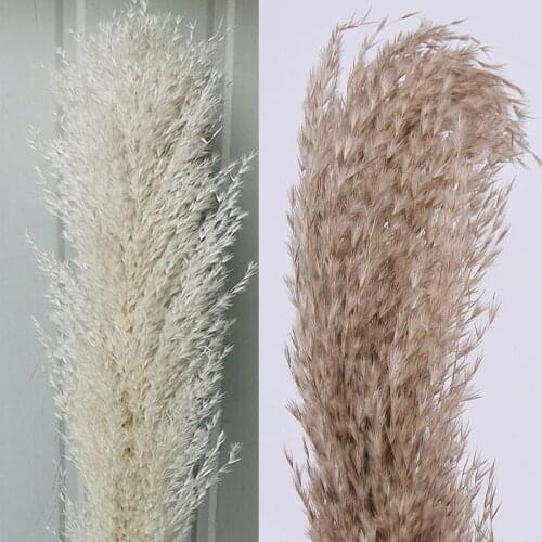 Dry Reed Bunch Natural Phragmites Reed Flowers Bunch Reed Bouquet Pampas Grass Branch Wedding Party Bookstore Decorations
