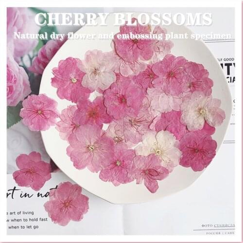 12pcs 3-4cm Pressed Dried Sakura Flower Plants Herbarium For Epoxy Resin Jewelry Making Face Makeup DIY Candle Making