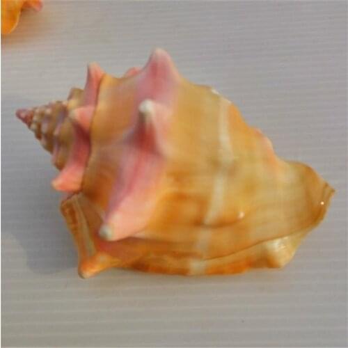 8-9cm natural conch shell snails Rose Queen fish tank aquarium landscaping ornaments nautical party decor