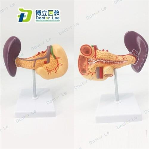 Medical Science Human Anatomy Model of Digestive System with Pancreas Duodenum and Spleen for Human Body Teaching