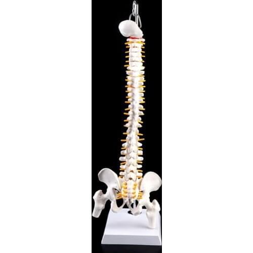 45cm Flexible Human Spinal Column Vertebral Lumbar Curve Anatomical Model Anatomy Spine Medical Teaching Tool