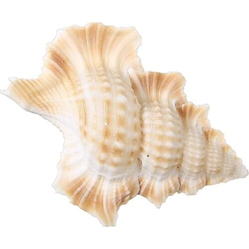 1Pcs 50-60mm Natural Conch Shell Fish Tank Decoration Ornament Home Office Ornament Fish Tank Aquarium Landscape Decoration