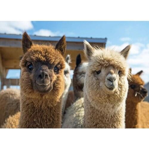 5D Square/Round Diamond Embroidery Alpaca Animal Patterns Diamond Mosaic DIY Diamond Painting Cross Stitch Full Rhinestone DF199