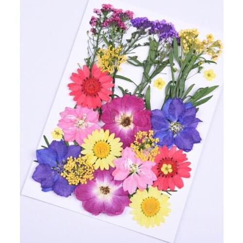 Dried Natural Real Flower Assortment Colorful Pressed Flower Daisy Flower Herbarium Floral Decoration Resin Jewelry Inclusions
