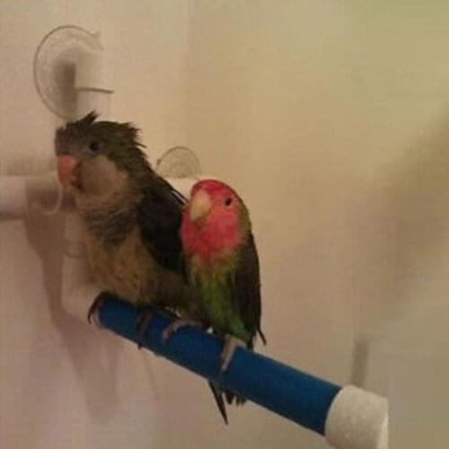 Birds Parrot Wall Station Bar Holder Sucker Toy Paw Grinding Parrot Stand Shower Window Perches Supplies