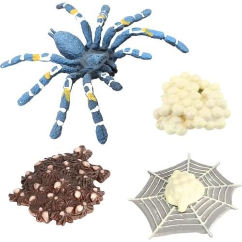 4 Stages Life Cycle of a Bird Eating Spider Nature Insects Life Cycles Growth Model Game Prop Insect Animal Natural Toy
