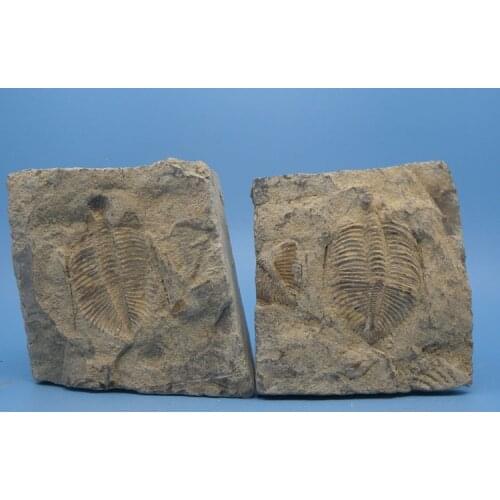 Home decor Gifts crown off insect specimen trilobite fossils paleontology of teaching science Shiyan Zi Stone