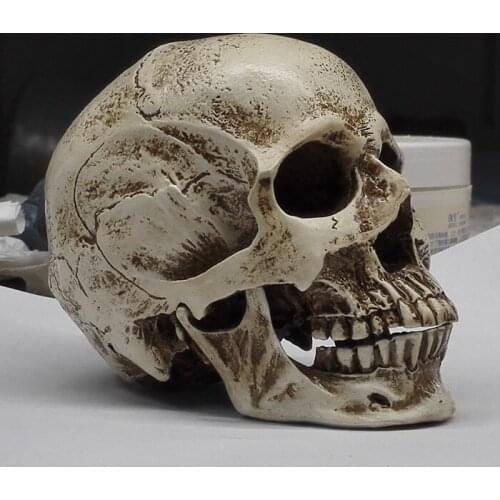 Resin Skull model Painting Bust Human Skull Art Use Human Musculoskeletal Anatomy Model Art use