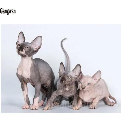 Home Decoration DIY 3D Diamond Embroidery sphynx cats Diamond Mosaic Sets Diamond Painting Animal Pictures Of Rhinestones paint