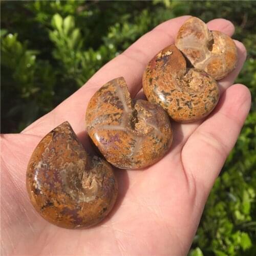 1pcs Natural Ammonite Fossil Specimen Ammolite Ocean Animal Snail Conch Madagascar Original Specimen Mineral