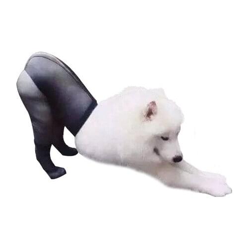 Creative Pet Dog Socks Mesh Fishnet Holes Stockings Pet Accessories Puppy Funny Photo Props Transparent Pantyhose