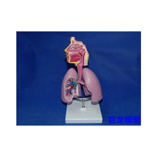 Human Respiratory system nasal cavity throat Lung anatomy model Human internal organs free shipping