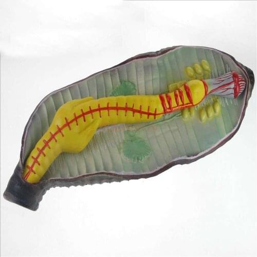 Earthworm Anatomy Model Junior High School Biological Experiment Equipment Middle School Teaching Instrument