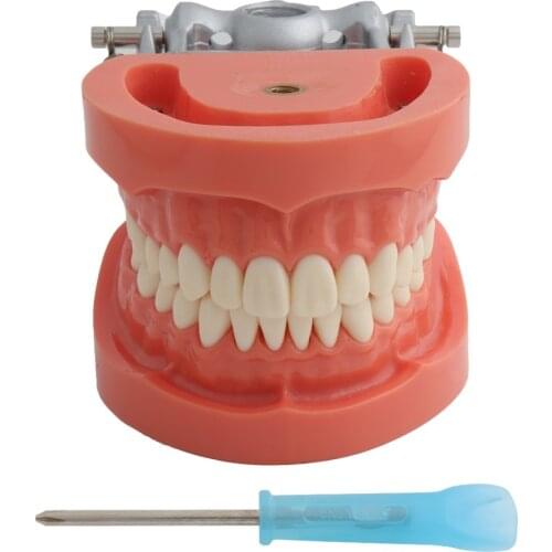 Dental Teaching Model Standard Model with 32 Screw-in Teeth Demonstration Teeth Model Fit Nissin Dental Model Hard Gums