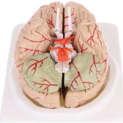 Disassembled Anatomical Human Brain Model Anatomy Teaching Tool