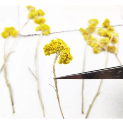 100pcs Pressed Dried Gnaphalium Affine Dry Flower Plants For Epoxy Resin Pendant Necklace Jewelry Making Craft DIY Accessories