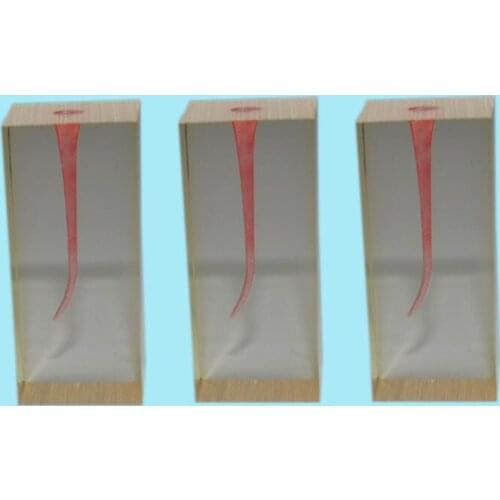 3 Pieces/Lot RCT (Root Canal Therapy) Practice Teeth Model for Dental Teaching & Demonstrating