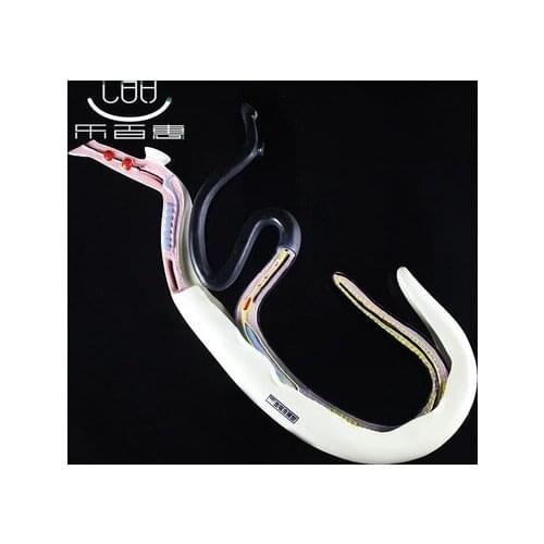 Schistosome model Can tear open outfit Teaching instruments biomedical equipment teaching aids free shipping