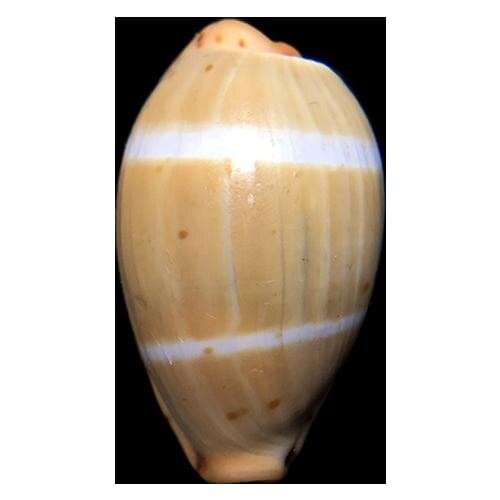 1pc Palmadusta humphreyii rare Small Conch Home toysDecoration Material Natural Craft Seashell Aquarium Fish Tank Landscape