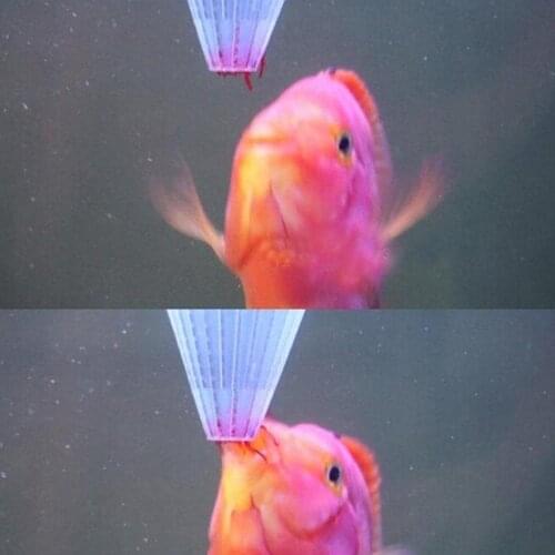 Feeding fish cone aquarium red insect feeder with suction cup feeding cup funnel cup fish food feed tool aquarium feeder