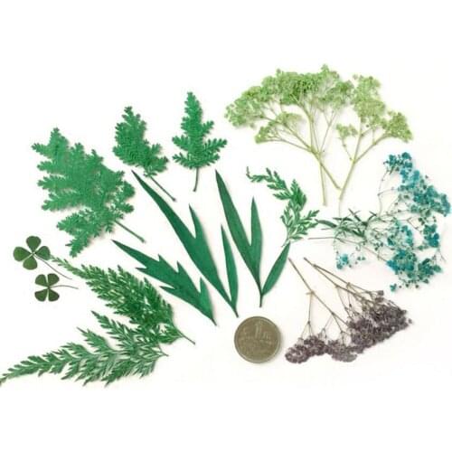 100pcs Pressed Dried Mixed Leaves Plant Herbarium For Jewelry Postcard Invitation Card Phone Case Bookmark Craft DIY