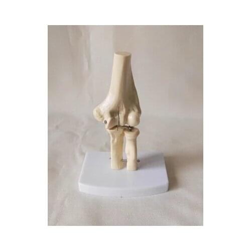 Human elbow model natural size human medical teaching skeleton model