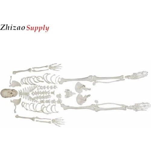 Life Szie 180cm Medical PVC Human Plastic Skeleton Model Disarticulated Skeleton with Skull