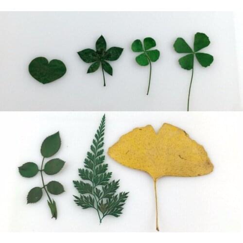 100pcs Dried Lucky Leaf Leaves / Fern Leaf / Ginkgo Leaf For Wedding Party Home Pendant Necklace Craft DIY Bouquet Accessories