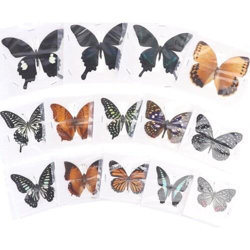 1Pc Real Butterfly Specimen Natural Colorful Education Teaching Home Decor Artwork Material Gift Ornament DIY