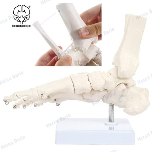 Scientific Skeletal Foot Model with Ankle | Foot Bones and Joints Bound with Wire Showing Natural Range of Motion | Comes on Bas