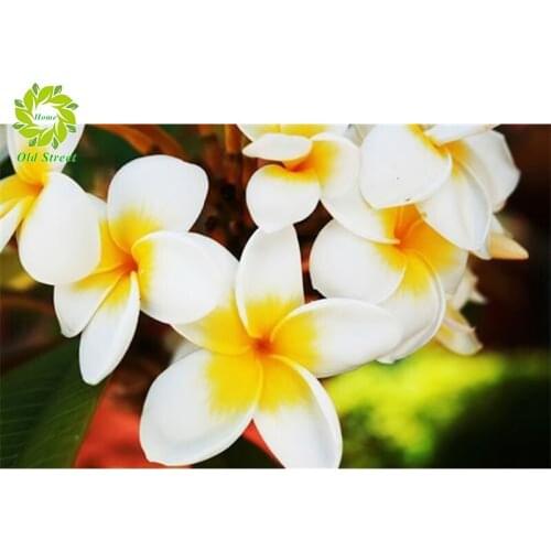 OSH Full Square/Round crystal drill DIY Diamond embroidery Pilmeria Diamond Painting Cross Stitch Rhinestone Mosaic decoration