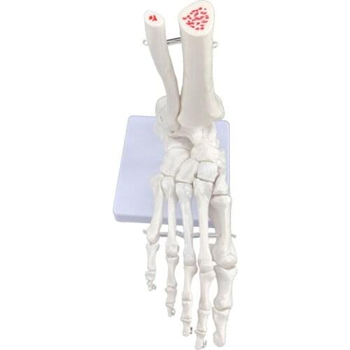 Foot joint ankle joint model foot bone model human foot bone foot model bone teaching medical movable
